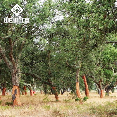 软木栓皮栎