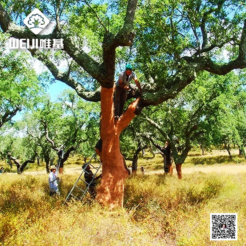 软木.jpg