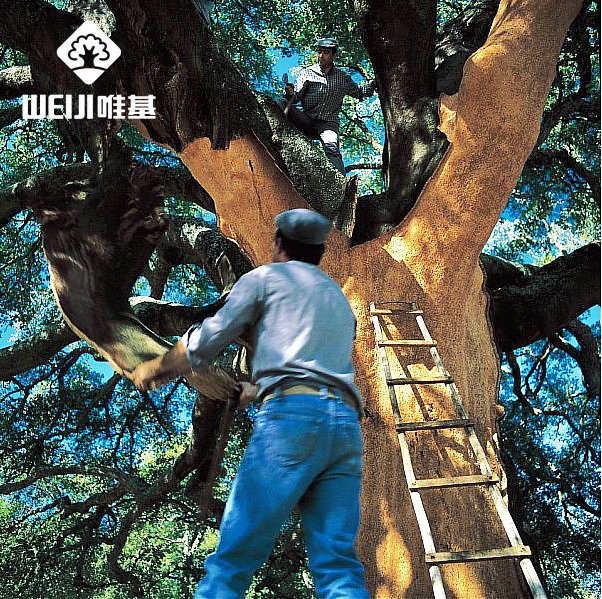 葡萄牙软木.jpg